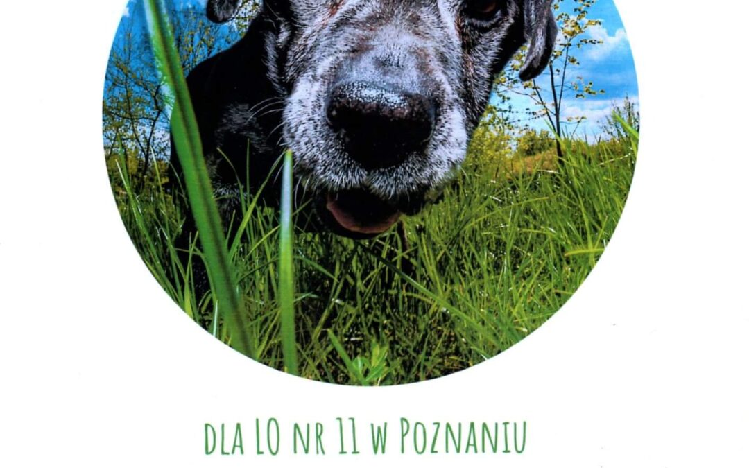 Zbiórka na Schronisko dla zwierząt w XI LO