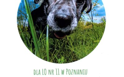 Zbiórka na Schronisko dla zwierząt w XI LO