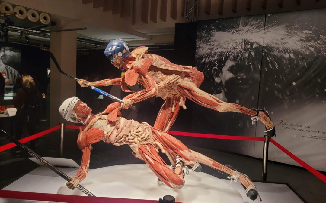 Wystawa BODY WORLDS na MTP w Poznaniu
